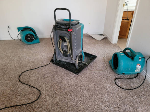 Best Professional water damage repair  in Plain City, UT